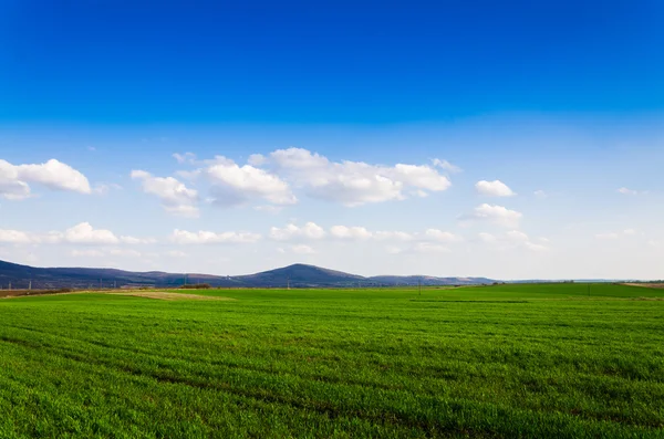 Green field — Stock Photo, Image