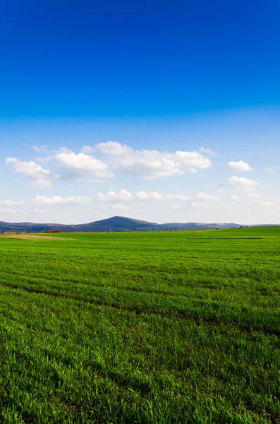 Campo verde — Fotografia de Stock