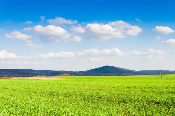 Campo verde — Stockfoto