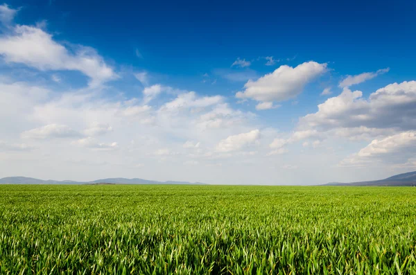 Campo verde — Foto de Stock