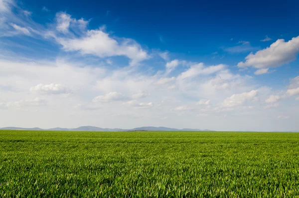 Grüne Wiese — Stockfoto