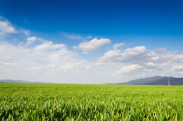 Green field — Stock Photo, Image