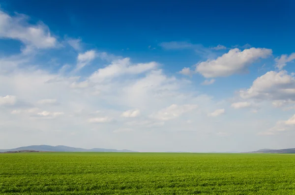 Campo verde — Fotografia de Stock