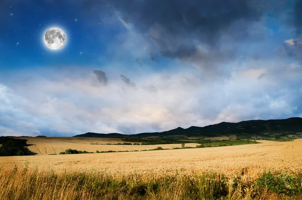 夜の小麦 — ストック写真