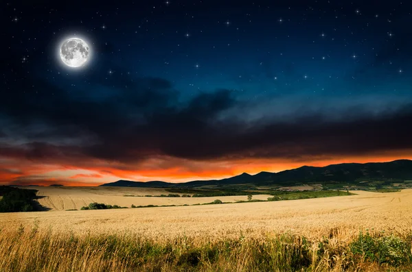 Corn field — Stock Photo, Image