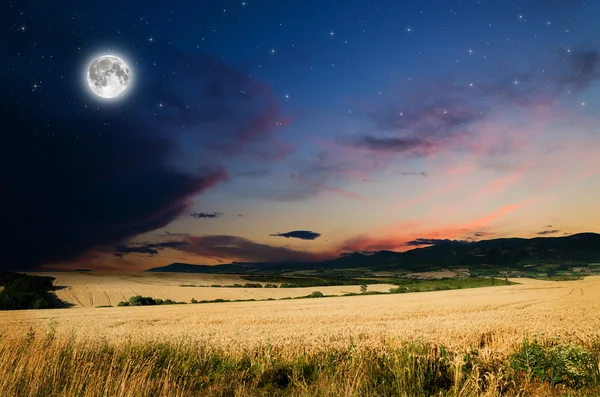 Corn field — Stock Photo, Image