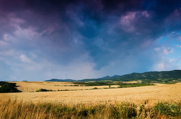 Kukuřičné pole při západu slunce — Stock fotografie