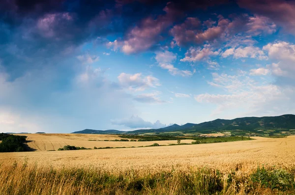 Grano nella notte — Foto Stock