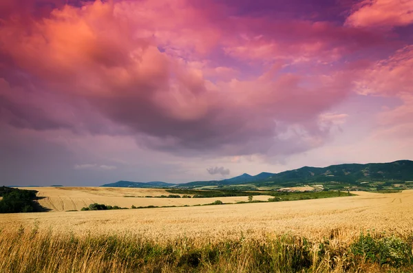 Campo de maíz al atardecer — Foto de Stock