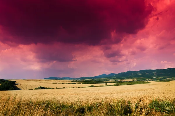 Campo di mais al tramonto — Foto Stock