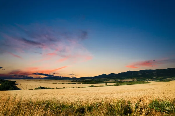 Maisfeld bei Sonnenuntergang — Stockfoto