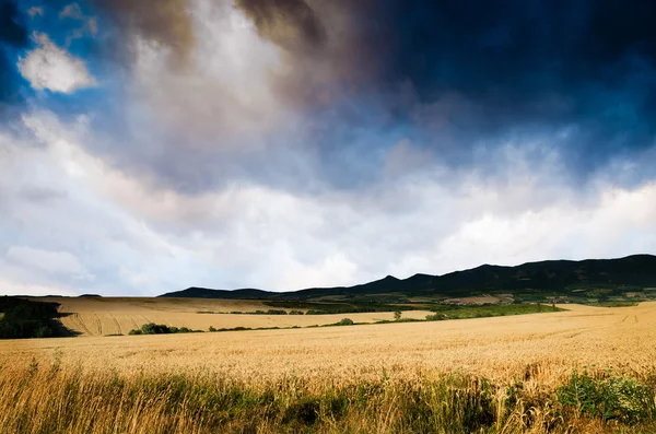 Weizenfeld — Stockfoto