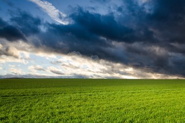 Gün batımında yeşil alan