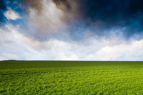 Green field at sunset — Stock Photo, Image