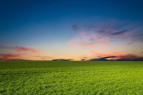 Grüne Wiese bei Sonnenuntergang — Stockfoto