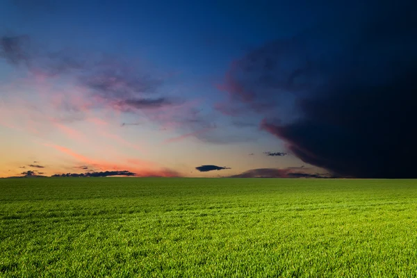 Campo verde ao pôr do sol — Fotografia de Stock