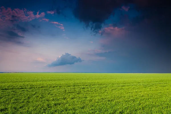 Campo verde ao pôr do sol — Fotografia de Stock