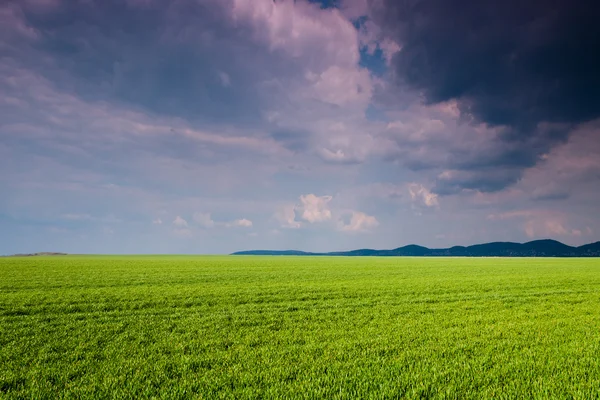 Campo verde al atardecer —  Fotos de Stock