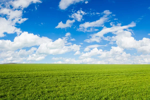 Grüne Wiese — Stockfoto