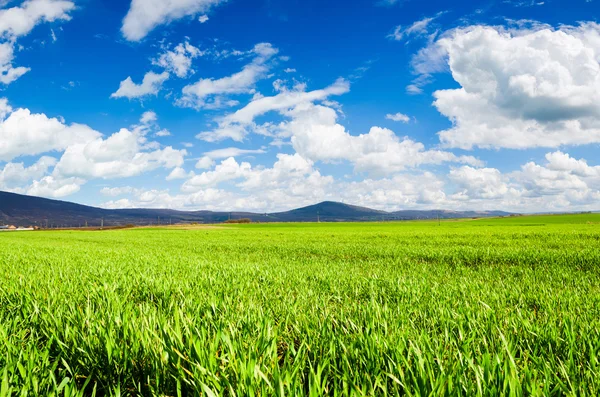 Grüne Wiese — Stockfoto