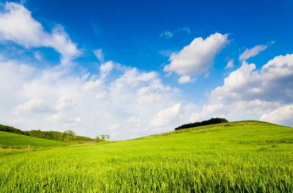 Green field — Stock Photo, Image