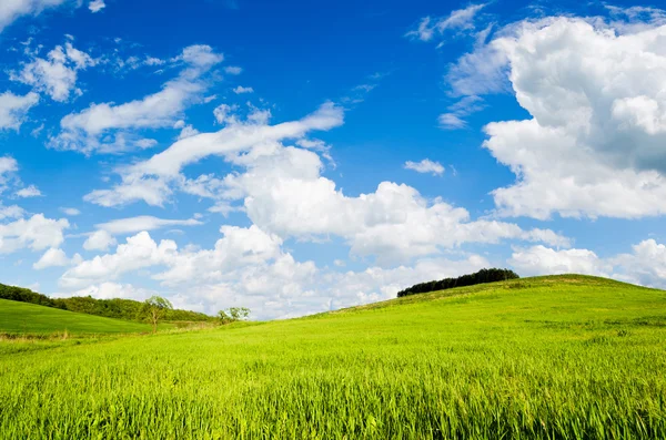 Green field — Stock Photo, Image