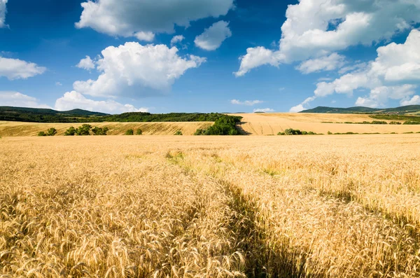 Terreno di grano — Foto Stock