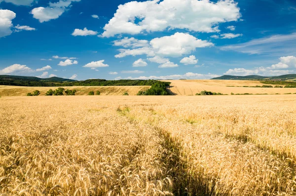 Terreno di grano — Foto Stock