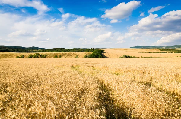 Tierra de trigo — Foto de Stock