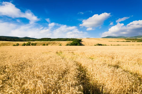 Terreno di grano — Foto Stock