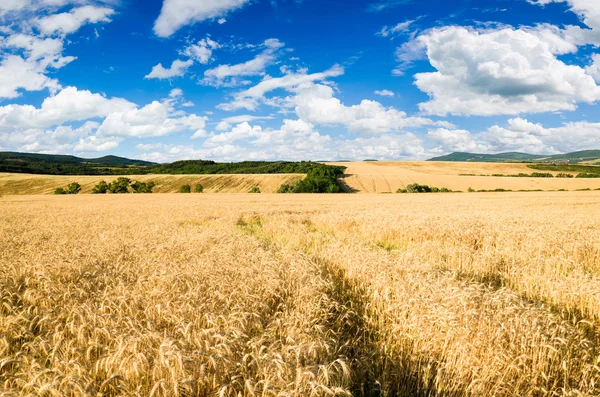 Terreno di grano — Foto Stock