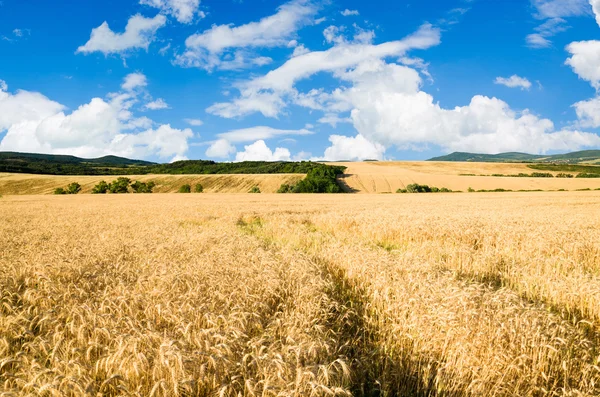 Terreno di grano — Foto Stock