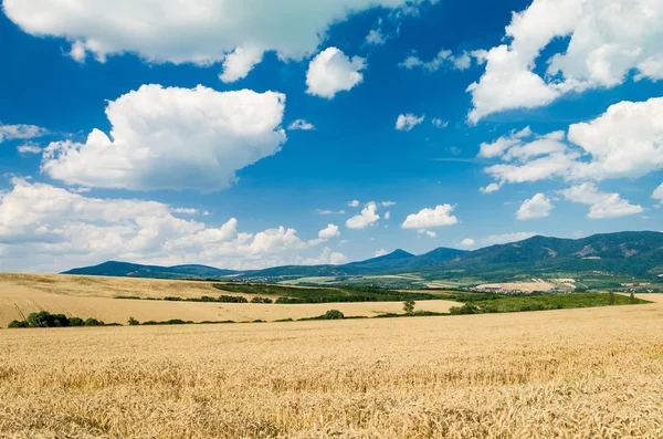 小麦の土地 — ストック写真
