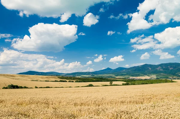 Terreno di grano — Foto Stock