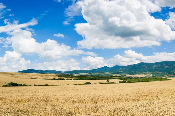 Terreno di grano — Foto Stock