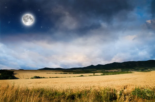 Pšenice v noci — Stock fotografie