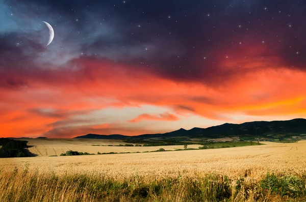 Wheat in the night — Stock Photo, Image