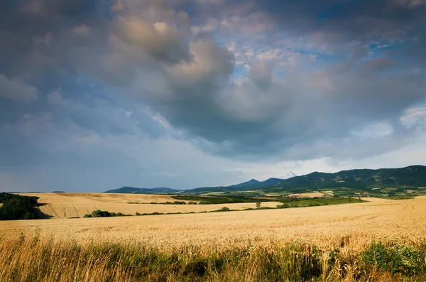 Widok pola pszenicy — Zdjęcie stockowe