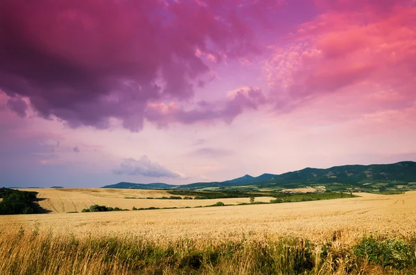 夜の小麦の土地 — ストック写真