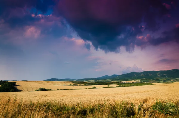 Buğday arazi gece — Stok fotoğraf