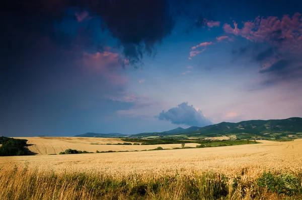 Buğday arazi gece — Stok fotoğraf