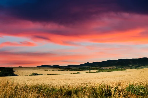 Terra di grano di notte — Foto Stock