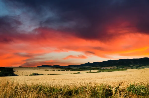 Weizen in der Nacht — Stockfoto