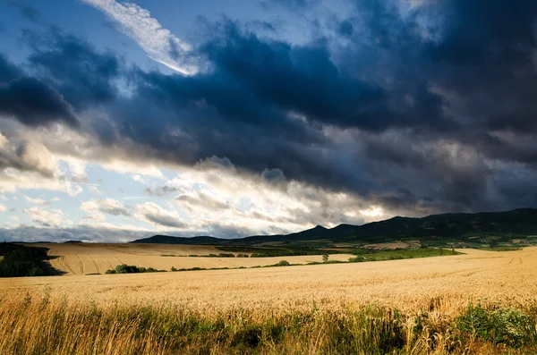 Terra di grano di notte — Foto Stock