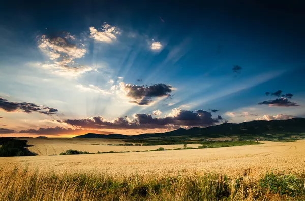 Weizen in der Nacht — Stockfoto