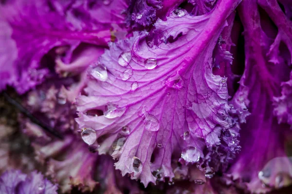 露や雨で覆われた装飾的な紫色のキャベツ 花の背景 — ストック写真
