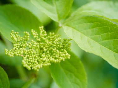 Olgunlaşmamış yeşil çiçek yaşlısı veya mürver, ön plana odaklan ve arka planda yeşil bitki