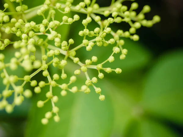 Ανώριμο Πράσινο Λουλούδι Πρεσβύτερο Elderberry Επικεντρώνονται Πρώτο Πλάνο Και Πράσινο — Φωτογραφία Αρχείου