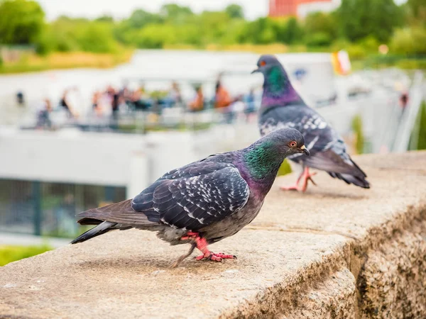 Wilde Stadttauben Vögel Sitzen Auf Brüstung Freien Einem Bewölkten Tag — Stockfoto