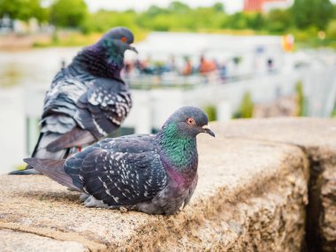 Şehir güvercinleri bulutlu bir günde korkulukta oturuyorlar, yakın görüş.